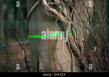 Wendover, Regno Unito. 9th dicembre 2021. Un albero segnato per abbattimento. HS2 Ltd hanno ora liberato il campo DI GUERRA di resistenza attiva di Wendover dove gli attivisti anti HS2 hanno vissuto per circa due anni e di fronte al campo precedente si stanno preparando a costruire un enorme composto HS2 dove una fabbrica di bentonite sarà situata. Gli abitanti di Wendover sono furiosi per l'impatto che HS2 sta avendo sulla campagna e habitat di fauna selvatica nella graziosa cittadina di mercato. La controversa ferrovia ad alta velocità 2 è estremamente sovraccarica e la parte orientale del progetto è stata recentemente annullata. Credit: Maureen McLean/Alamy Foto Stock