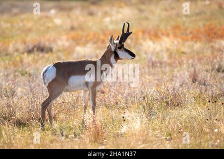 Prunghorn Antelope (Antipocapra americana), Custer state Park, South Dakota, fine ottobre, USA, Di Dominique Braud/Dembinsky Photo Assoc Foto Stock