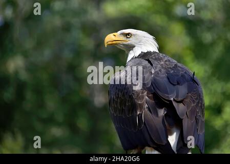 Una vista posteriore di un'aquila Bald americana 'Haliaeetus leucocephalus', guardando indietro sopra la sua spalla sull'isola di Vancouver British Columbia Canada Foto Stock