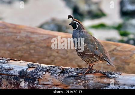 Un maschio adulto California Quail 'Callipepla californica', arroccato su un ceppo che aveva fatto un drift in spiaggia alla luce del mattino su Vancouver Island Br Foto Stock