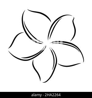 Frangipani o plumeria esotico fiore estivo. Frangipani inciso isolato su sfondo bianco. Illustrazione vettoriale del contorno Illustrazione Vettoriale