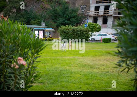 cani che corrono sul prato verde nel parco rike Foto Stock