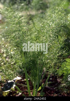 PRIMO PIANO DEL FINOCCHIO DI FIRENZE (FOENICULUM VULGARE) CHE CRESCE IN UN PICCOLO GIARDINO DI ERBE. NOTO ANCHE COME FINOCCHIO, FINOCCHIO DOLCE O FINOCCHIO SELVATICO. AUSTRALIA. Foto Stock