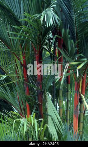 CYRTOSTACHYS RENDA PALM, CONOSCIUTA CON I NOMI COMUNI CERA SIGILLANTE ROSSA, PALMA ROSSETTO, PALMA MAHARAJAH O PALMA ROSSA. PORT DOUGLAS, QUEENSLAND, AUSTRALIA. Foto Stock