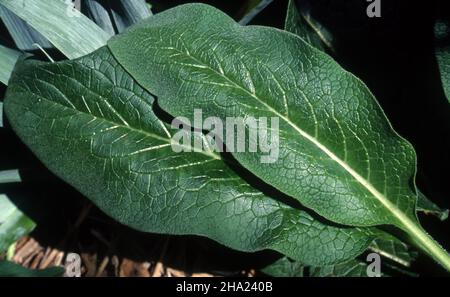 PRIMO PIANO DELLE FOGLIE RACCOLTE DELLA CONFREY ALLE ERBE (SYMPHYTUM OFFICINALE), AMPIAMENTE NOTA COME TRUE COMFREY, BONESET OF KNITBONE. Foto Stock