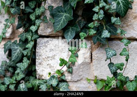 Una parete di pietra calcarea leggera coperta di foglie di edera verde dopo la pioggia. Vista frontale. Foto Stock