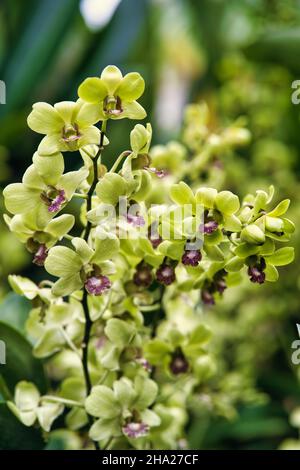 Giardino Botanico di Singapore con orchidee e fiori esotici. Diversi tipi di orchidee che vivono nel paese tropicale. Foto Stock