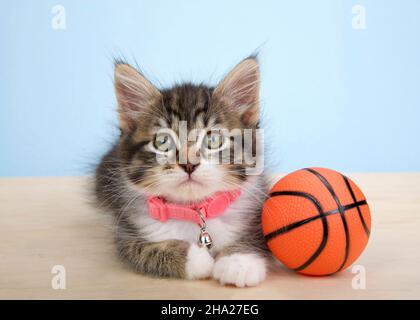 Adorabile cucciolo di polidattile grigio e bianco con colletto rosa adagiato su un pavimento di legno accanto a una piccola taglia di basket, su sfondo blu. Animale antico Foto Stock