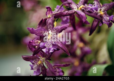 Giardino Botanico di Singapore con orchidee e fiori esotici. Diversi tipi di orchidee che vivono nel paese tropicale. Foto Stock