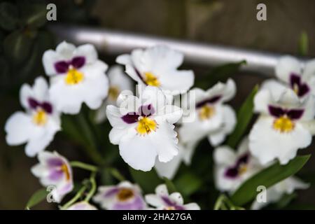 Giardino Botanico di Singapore con orchidee e fiori esotici. Diversi tipi di orchidee che vivono nel paese tropicale. Foto Stock