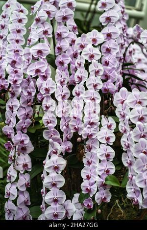 Giardino Botanico di Singapore con orchidee e fiori esotici. Diversi tipi di orchidee che vivono nel paese tropicale. Foto Stock