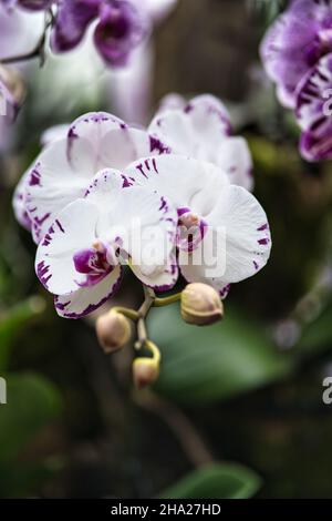 Giardino Botanico di Singapore con orchidee e fiori esotici. Diversi tipi di orchidee che vivono nel paese tropicale. Foto Stock