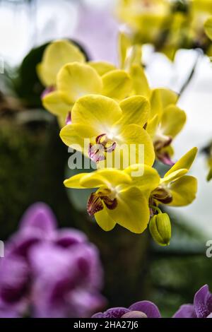 Giardino Botanico di Singapore con orchidee e fiori esotici. Diversi tipi di orchidee che vivono nel paese tropicale. Foto Stock