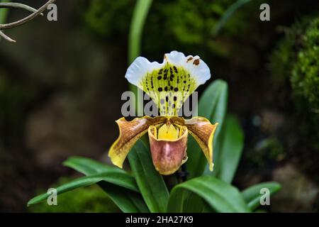 Giardino Botanico di Singapore con orchidee e fiori esotici. Diversi tipi di orchidee che vivono nel paese tropicale. Foto Stock