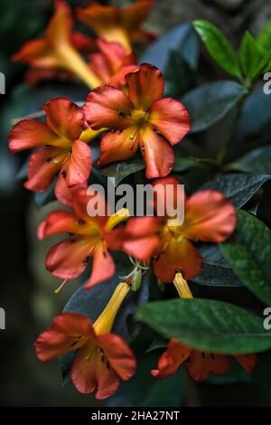 Giardino Botanico di Singapore con orchidee e fiori esotici. Diversi tipi di orchidee che vivono nel paese tropicale. Foto Stock