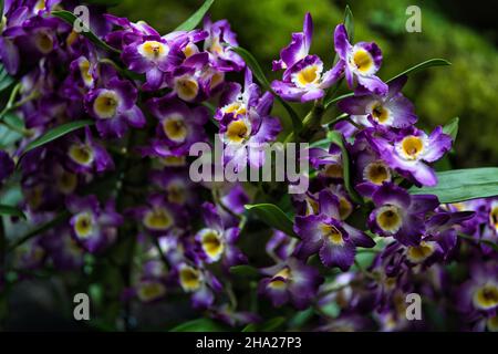 Giardino Botanico di Singapore con orchidee e fiori esotici. Diversi tipi di orchidee che vivono nel paese tropicale. Foto Stock