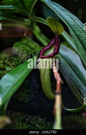 Giardino Botanico di Singapore con orchidee e fiori esotici. Diversi tipi di orchidee che vivono nel paese tropicale. Foto Stock