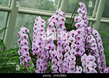 Giardino Botanico di Singapore con orchidee e fiori esotici. Diversi tipi di orchidee che vivono nel paese tropicale. Foto Stock