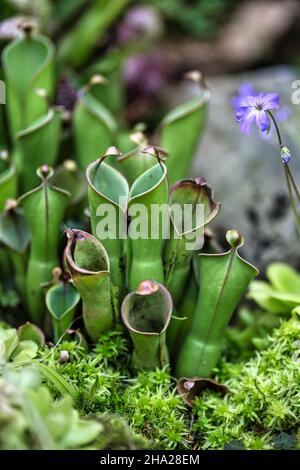 Giardino Botanico di Singapore con orchidee e fiori esotici. Diversi tipi di orchidee che vivono nel paese tropicale. Foto Stock