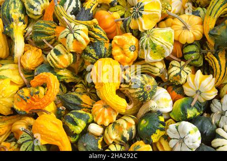 Vista dall'alto posa piatta di molte forme e dimensioni zucche autunnali in varie combinazioni di colori. Popolare decorazione di festa. Foto Stock