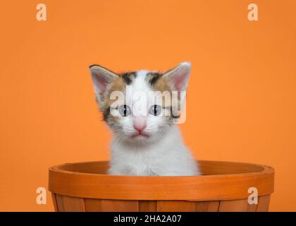 Ritratto di un gattino Tri color bianco, grigio e arancione seduto in un cestino di vimini arancione che guarda direttamente lo spettatore, su sfondo arancione. Foto Stock