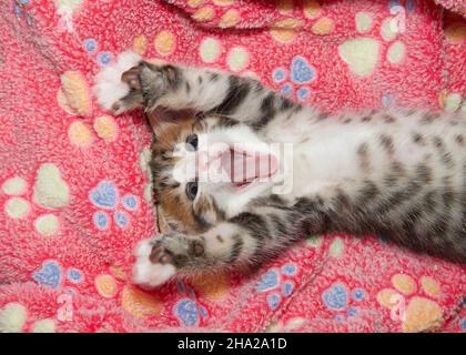 Vista dall'alto che si affaccia su un piccolo gattino che si allunga e si sbava su una coperta con stampa rosa della zampa. Bocca aperta. Foto Stock