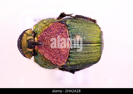 Sterco coleottero della tribù Phanaeini in vista ravvicinata Phanaeus Oxysternon Foto Stock