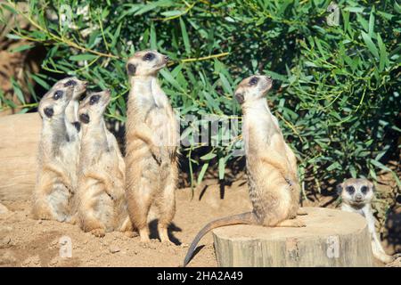 Meerkats, suricata suricatta, accovacciato e in piedi su e intorno a ceppi di albero tagliato guardando a destra per i predatori. Foglie verdi sullo sfondo. D Foto Stock