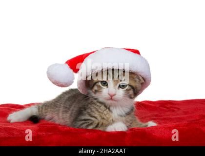 Adorabile gattino grigio e bianco che stesa su velluto rosso indossando un piccolo cappello santa, guardando direttamente lo spettatore con espressione curiosa. Isolato su w Foto Stock