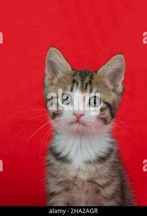 Ritratto di un adorabile gattino tabby nero, marrone e bianco che guarda direttamente lo spettatore. Sfondo rosso con spazio di copia. Foto Stock