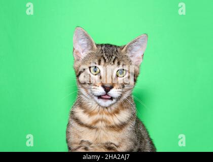 Ritratto di un adorabile gattino tabby marrone guardando direttamente lo spettatore con la bocca leggermente aperta. Sfondo verde con spazio di copia. Foto Stock