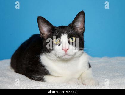 Ritratto di un gattino tuxedo che si posa su una coperta bianca guardando spettatore con occhi larghi, espressione curiosa. Sfondo blu con spazio copia. Foto Stock