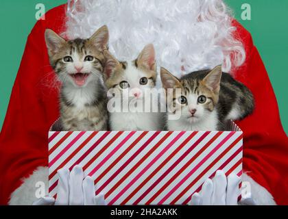 Primo piano di tre gattini in una festosa scatola a righe tenuta da Babbo Natale, sfondo verde. Foto Stock