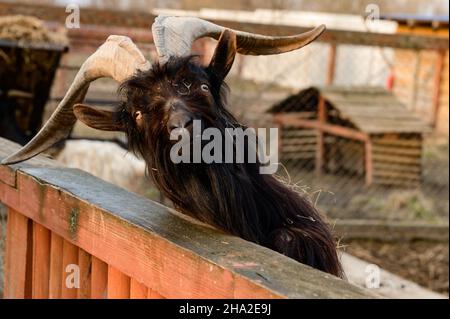 Capra gallese con corna grandi e affilate, uno zoo con animali insoliti, erbivori. Foto Stock