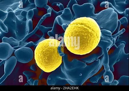 Per Staphylococcus aureus Foto Stock