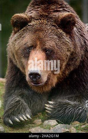 Orso bruno grande che giace, grande predatore foresta vicino, zampa grande e artigli affilati, orsi Carpazi. Foto Stock
