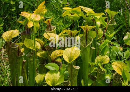 Pianta di caraffa verde (Sarracenia oreophila) in habitat naturale in Alabama, USA Foto Stock