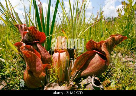 Pianta di caraffa viola (Sarracenia purpurea), habitat naturale, USA Foto Stock