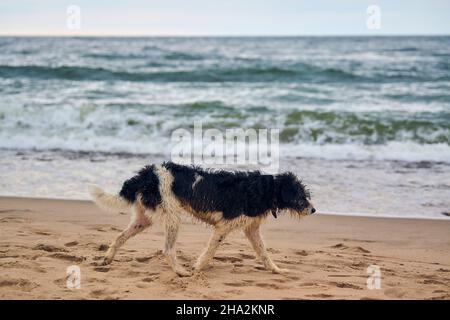 Cane perso a piedi sulla spiaggia sabbiosa e alla ricerca del proprietario, sfondo mare. Wet Sad dog con colletto che cammina lungo il Mar Baltico sulla spiaggia. Stanco doggy senzatetto Foto Stock