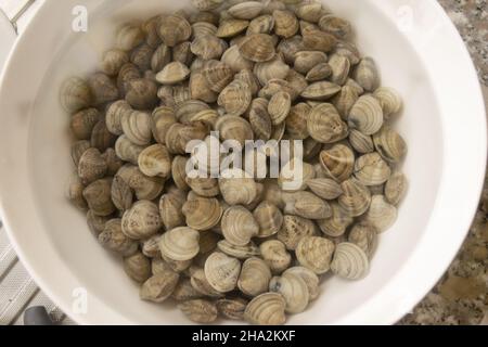 vongole fresche per purificare in una ciotola con acqua Foto Stock