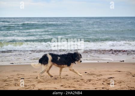 Cane perso a piedi sulla spiaggia sabbiosa e alla ricerca del proprietario, sfondo mare. Wet Sad dog con colletto che cammina lungo il Mar Baltico sulla spiaggia. Stanco doggy senzatetto Foto Stock