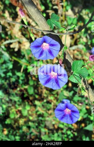 Purple blue petunia flowers blooming on leaves blurry bokeh background, close up macro detail, top view Foto Stock