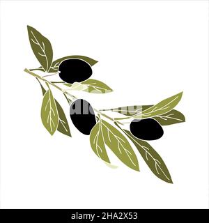 Le olive si diramano con frutta e foglie che disegnano a mano, senza contorno. Isolato, sfondo bianco. Illustrazione vettoriale Illustrazione Vettoriale