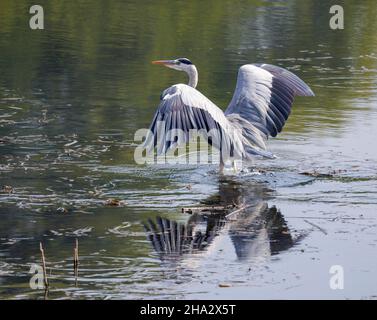 Atterraggio di airone grigio (Ardea cinerea), Nilo, Luxor, Egitto Foto Stock