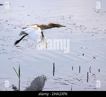 squacco heron volare, Ardeola ralloides, Nilo, Luxor, Egitto Foto Stock