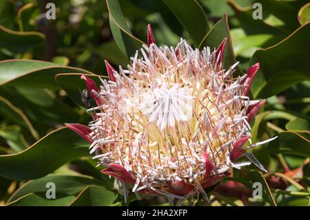 Sydney Australia, vecchia fioritura del "piccolo principe" protea cynaroides Foto Stock