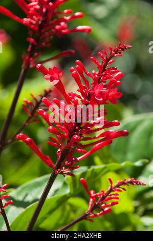 Sydney Australia, fiori rossi di un odontonema tubaeforme o arbusto di pompike Foto Stock