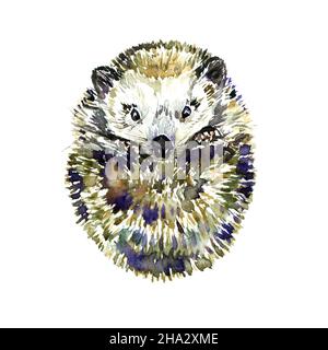 Hedgehog sudafricano, illustrazione di acquerello dipinta a mano Foto Stock