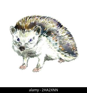 South african hedgehog in piedi vista laterale, dipinto a mano acquerello illustrazione Foto Stock