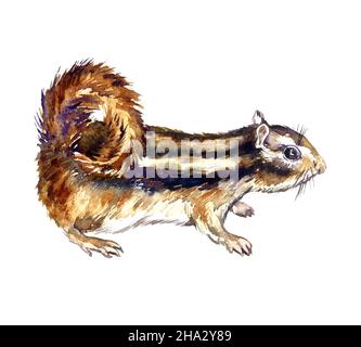 Chippunk orientale (Tamias striatus) vista laterale in piedi, illustrazione di acquerello dipinta a mano Foto Stock